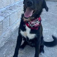 Willy ein toller Quatschkopp, Hund zur Adoption