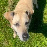 Arleta, verschmuste Hündin, 8Jahre, Hündin zur Adoption