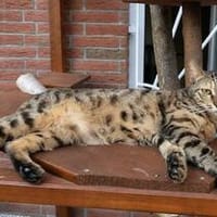 Agnes, fröhliches Tigermädchen, ca. 1 J., Katze zur Adoption