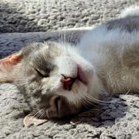 Alby, soziales Entdeckerherz, ca. 11 Mon., Kater zur Adoption