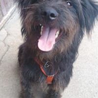 Nick sucht sein Für-immer-Zuhause (I), Hund zur Adoption