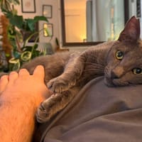 Smokey, eleganter Entdecker, ca.1J, *in 55271 Stadecken, Kater zur Adoption