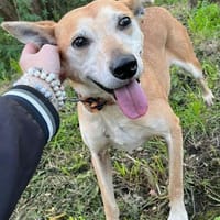 Szotti-Sanfter Rüde, Hund zur Adoption
