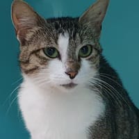 MAKITA CHA, chatte à adopter