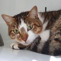 SEIYA CHA, chat à adopter