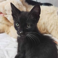SAHEL, chat à adopter