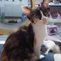 HANOI, chatte à adopter
