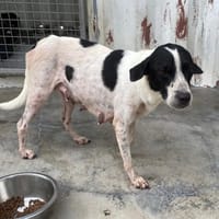 AGLAE, chienne à adopter