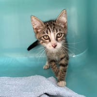 BERTO ( Réservé ), chat à adopter