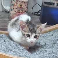 SAMOA, chat à adopter