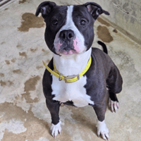SOMNEA, chien à adopter