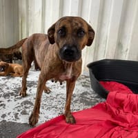 GIGI, chienne à adopter