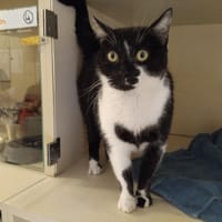 FALCO PAB28928, chat à adopter
