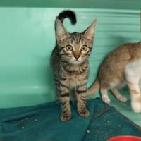 EVEREST PAB28904, chat à adopter