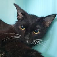 TURQUOISE CHA, chatte à adopter