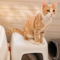 Capuccino, chat à adopter