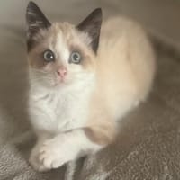 YUKI, chat à adopter
