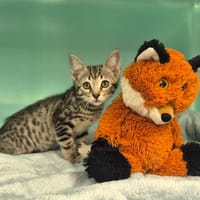 Angus (réservé), chat à adopter