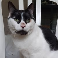 Siara, chatte à adopter