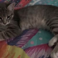 MC GEE, chat à adopter