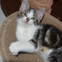 SIMPLET C, chat à adopter