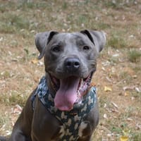 STOLLEN dit ZIP CHAO12584, chien à adopter