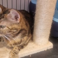 MUSCADE, chatte à adopter