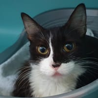 MRS SOLAAR CHA, chatte à adopter