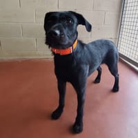 ASSIA PAA24276, chienne à adopter