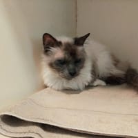 GASCO PAB28648, chat à adopter