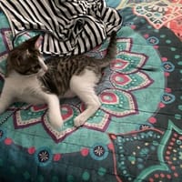 ZIVA, chatte à adopter
