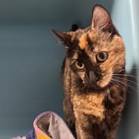INTI, chatte à adopter