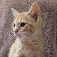 Sandy [Chaton], chat à adopter