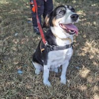 TEQUILA, chienne à adopter