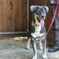 APPOLON, chien à adopter