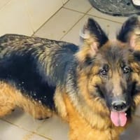 SALLY, chienne à adopter
