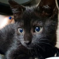 TIMIDE C, chatte à adopter
