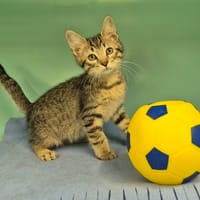 Roméo (réservé), chat à adopter