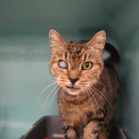 SIMBA HAB17575, chat à adopter