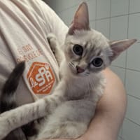 CAITLIN, chatte à adopter