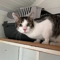 DEUX, chat à adopter