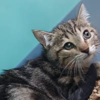 NINA CHA, chatte à adopter