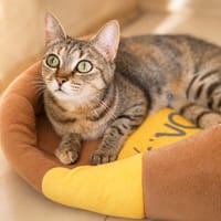 Misty [FIV+], chatte à adopter