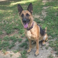 LAÏA dit BELLE, chienne à adopter