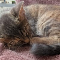Noisette [Chaton], chatte à adopter