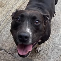 Pepito, chien à adopter