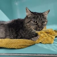 ARLETTE (réservée), chatte à adopter