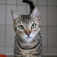 KIRA HAB17640, chatte à adopter