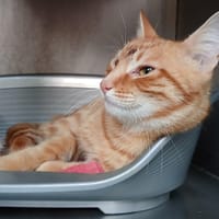 Alezan, chat à adopter