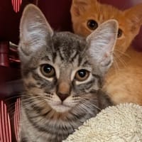 Cloudy [Chaton], chat à adopter